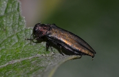Agrilus viridis