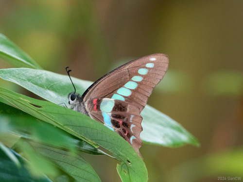 Common Bluebottle photo 3