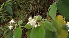 Miconia tuberculata