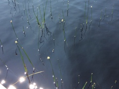 Eriocaulon aquaticum
