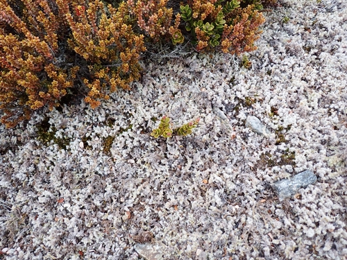 Image of Gaultheria colensoi by (c) Benjamin Lavin, some rights reserved (CC BY)