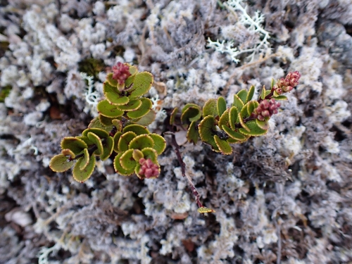 Image of Gaultheria colensoi by (c) Benjamin Lavin, some rights reserved (CC BY)