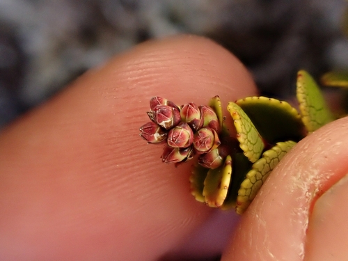 Image of Gaultheria colensoi by (c) Benjamin Lavin, some rights reserved (CC BY)