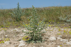 Echium italicum biebersteinii
