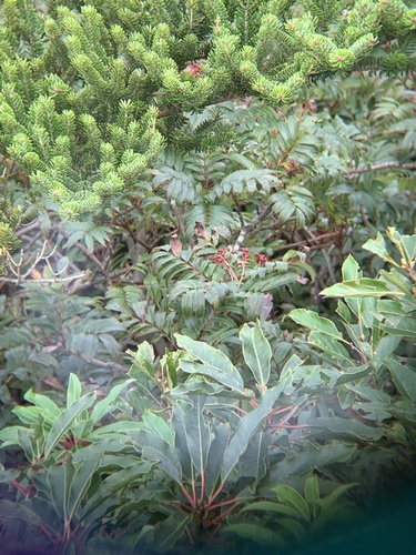 Sorbus commixta, photograph 3