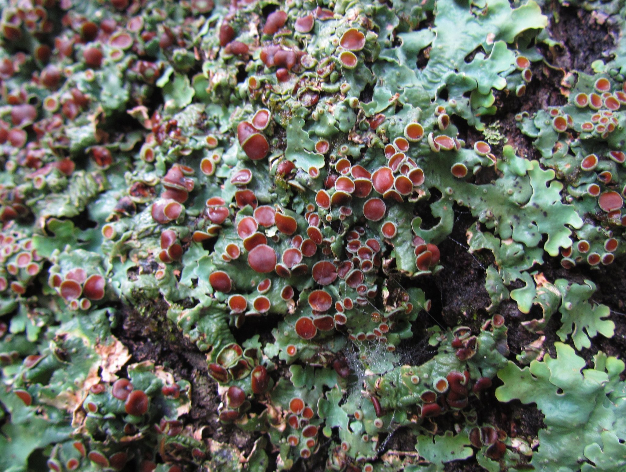 Lobaria quercizans image