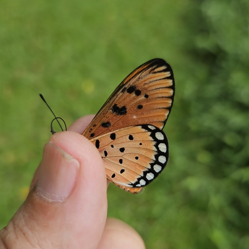 Tawny Coster photo 2