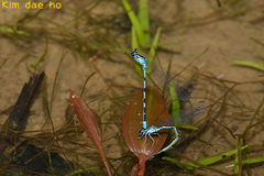Coenagrion johanssoni