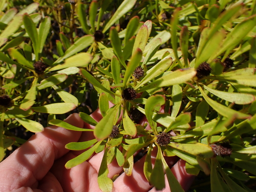 Image of Leucadendron platyspermum by (c) Eugene Hahndiek, some rights reserved (CC BY-SA)