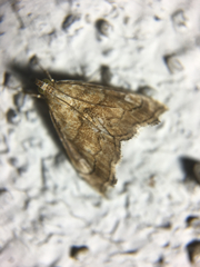 Scybalistodes periculosalis