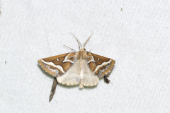Caripeta angustiorata