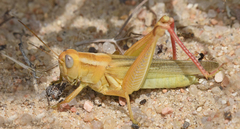 Melanoplus foedus
