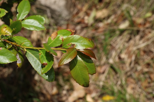 Image of Denhamia bilocularis by (c) Greg Tasney, some rights reserved (CC BY-SA)
