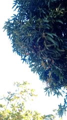 Trochilidae