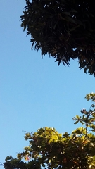 Trochilidae