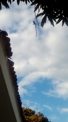 Trochilidae