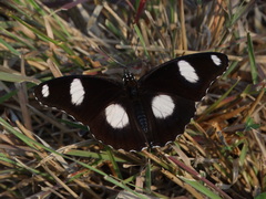 Hypolimnas misippus