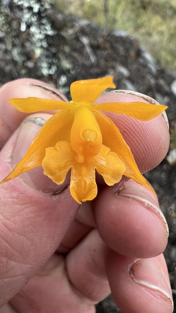 Epidendrum chrysomyristicum Hágsater & E.Santiago 3
