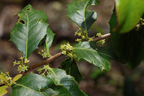 Image of Denhamia bilocularis by (c) Greg Tasney, some rights reserved (CC BY-SA)