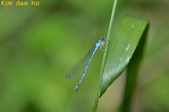 Coenagrion johanssoni