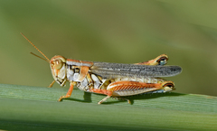 Melanoplus bowditchi
