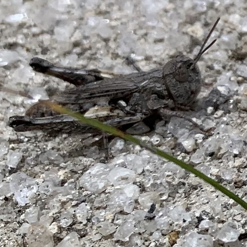 Psoloessa brachyptera