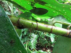 Costus curvibracteatus