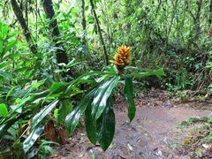 Costus curvibracteatus