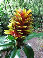 Costus curvibracteatus