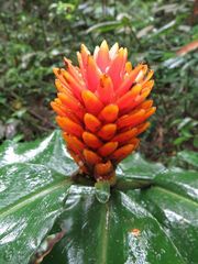 Costus curvibracteatus