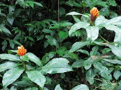 Costus curvibracteatus