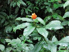 Costus curvibracteatus