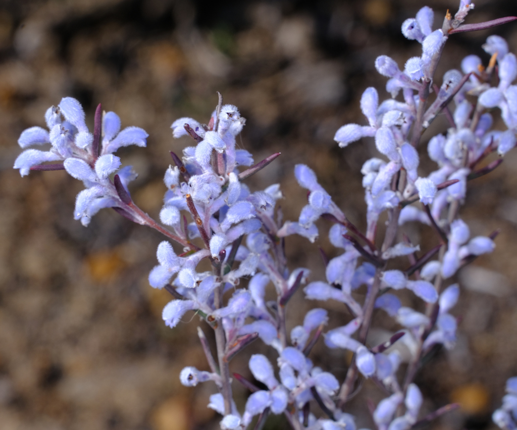 Conospermum croniniae
