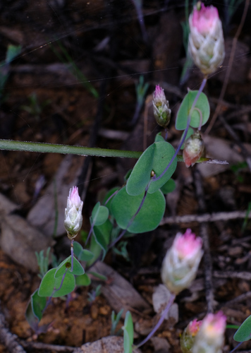 Image of Rhodanthe manglesii by (c) Peter Crowcroft, some rights reserved (CC BY)