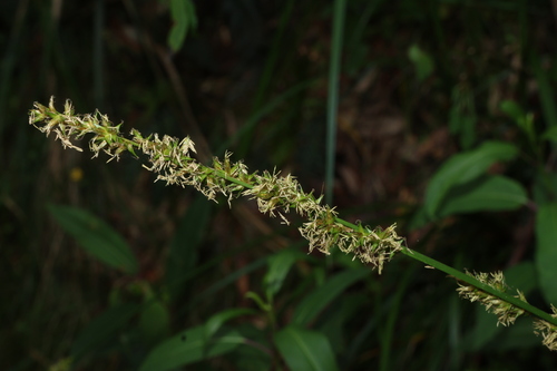 Carex declinata (Carex declinata)
