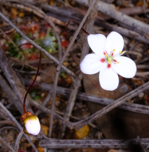 pearly sundew (Drosera pycnoblasta)