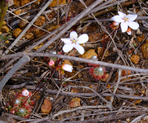 Image of Drosera pycnoblasta by (c) Peter Crowcroft, some rights reserved (CC BY)