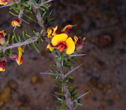 Image of Thorny Mirbelia (Mirbelia spinosa) by (c) Peter Crowcroft, some rights reserved (CC BY)