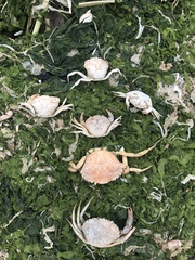 Carcinus maenas