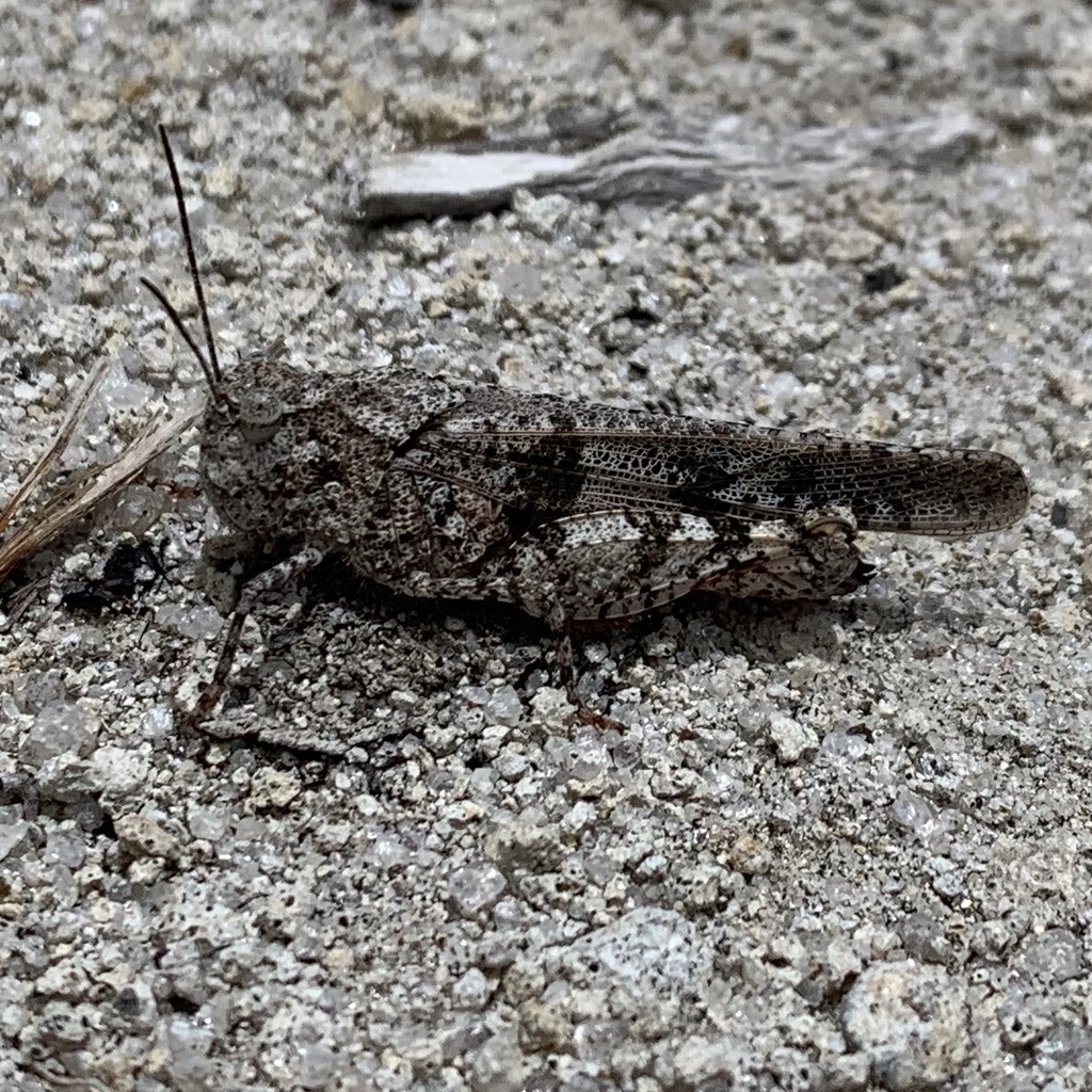 Leuronotina orizabae