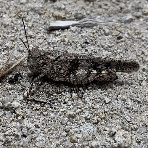 Leuronotina orizabae