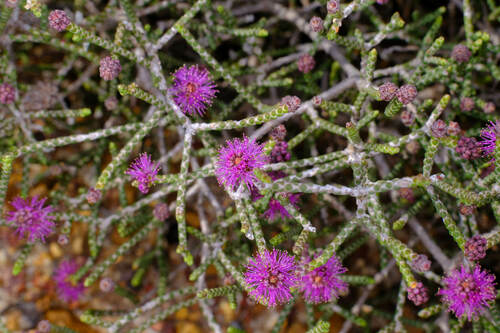 Image of Melaleuca micrantha by (c) Peter Crowcroft, some rights reserved (CC BY)