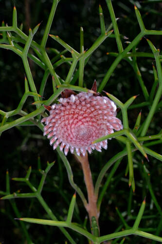 Image of Isopogon teretifolius by (c) Peter Crowcroft, some rights reserved (CC BY)