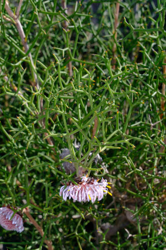 Image of Isopogon teretifolius by (c) Peter Crowcroft, some rights reserved (CC BY)