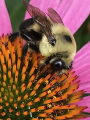 Bombus griseocollis