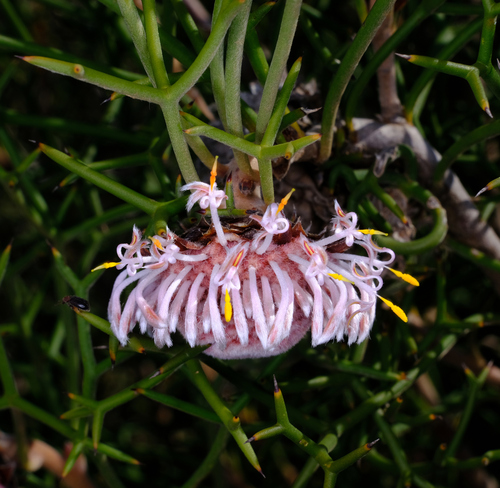 Image of Isopogon teretifolius by (c) Peter Crowcroft, some rights reserved (CC BY)