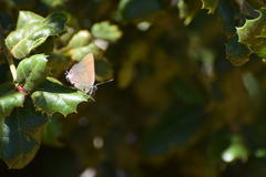 Satyrium saepium