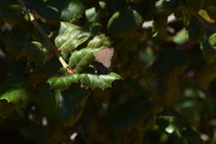 Satyrium saepium