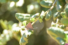 Satyrium saepium