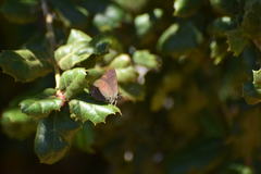 Satyrium saepium
